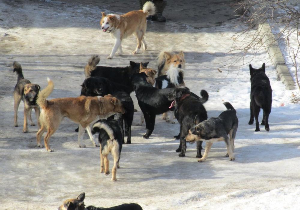 По факту нападения собак на ребенка в Ленске возбудили уголовное дело - Следком