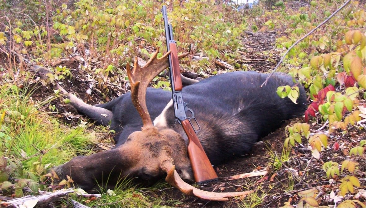 Неприкасаемые VIP-охотники. Семья убитого лося помирилась с браконьером