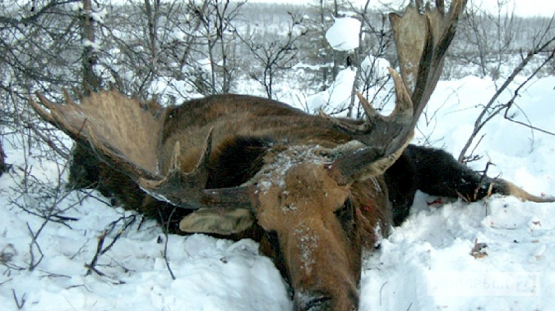 В Якутии глава наслега может сесть за приобретение браконьерского мяса