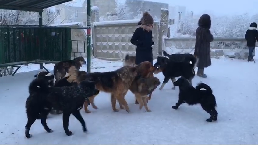 Кто хозяин на улице: в Якутии обсудили права собак и людей