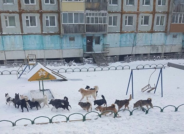 В Якутии считают, что причин для смертного приговора бездомным животным должно быть больше