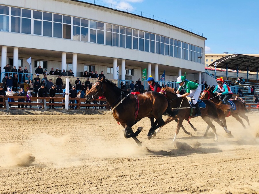 В Якутске нашли новое место для элитных лошадей, которых хотели пустить под нож