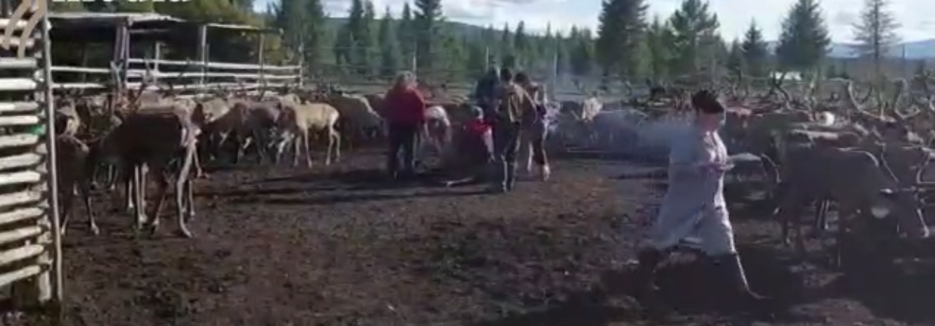 Стремительно гибнущим алданским оленям поступают лекарства из Новосибирска и Москвы