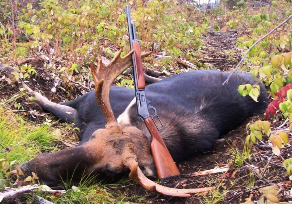 Неприкасаемые VIP-охотники. Семья убитого лося помирилась с браконьером