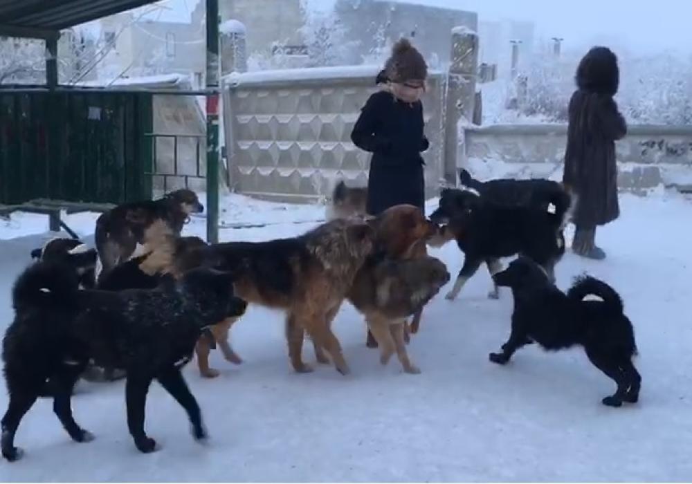 Кто хозяин на улице: в Якутии обсудили права собак и людей