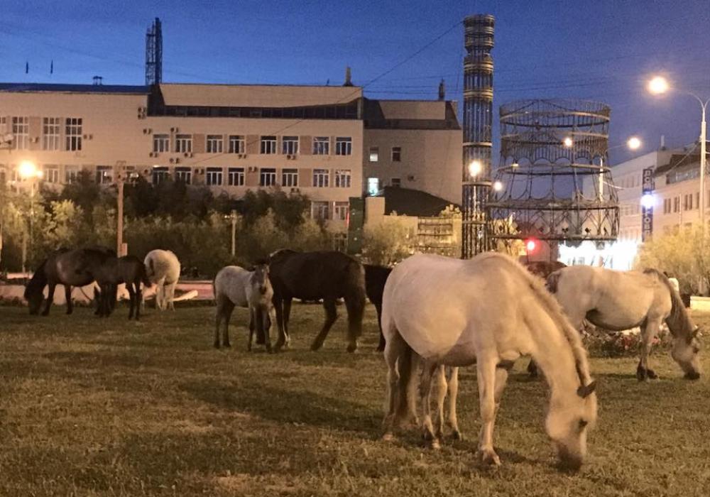 В Якутии предлагают штрафовать хозяев слишком самостоятельных коров и лошадей